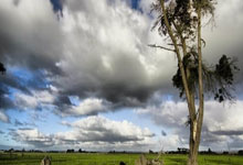 奇异果app电视版下载,奇异果tv电视版下载